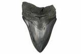 Fossil Megalodon Tooth - South Carolina #175934-1